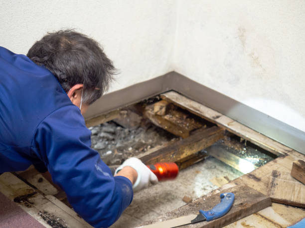 Best Preventive Mold Services in Ridgecrest, FL