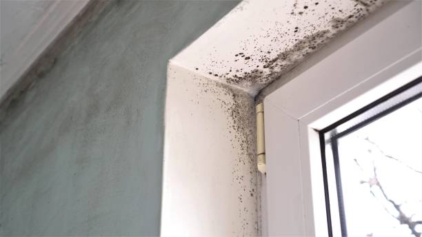 Best Basement Mold Remediation in Ridgecrest, FL