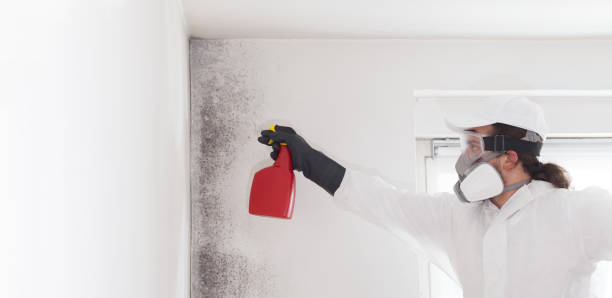 Best Mold Testing and Inspection Services in Ridgecrest, FL
